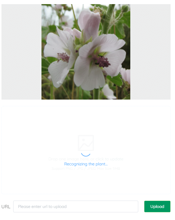 upload images of plants to identify them